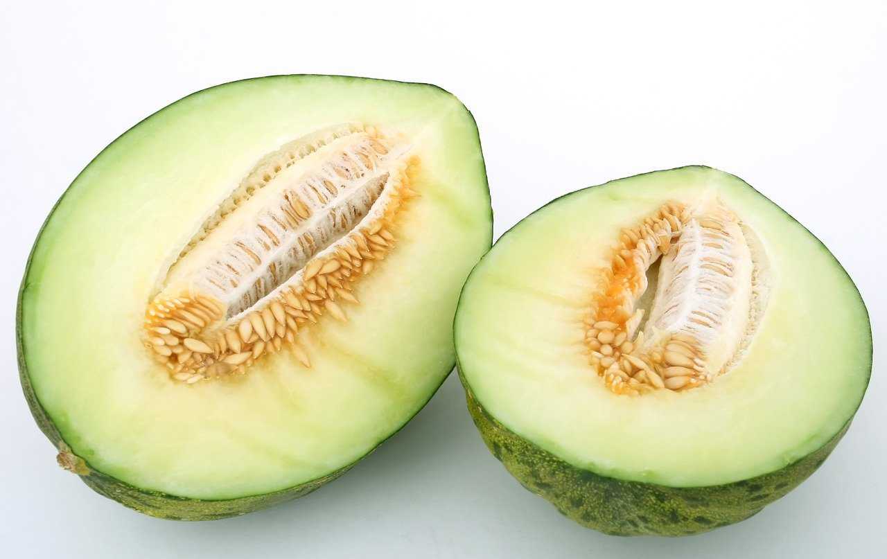 honeydew for dogs
