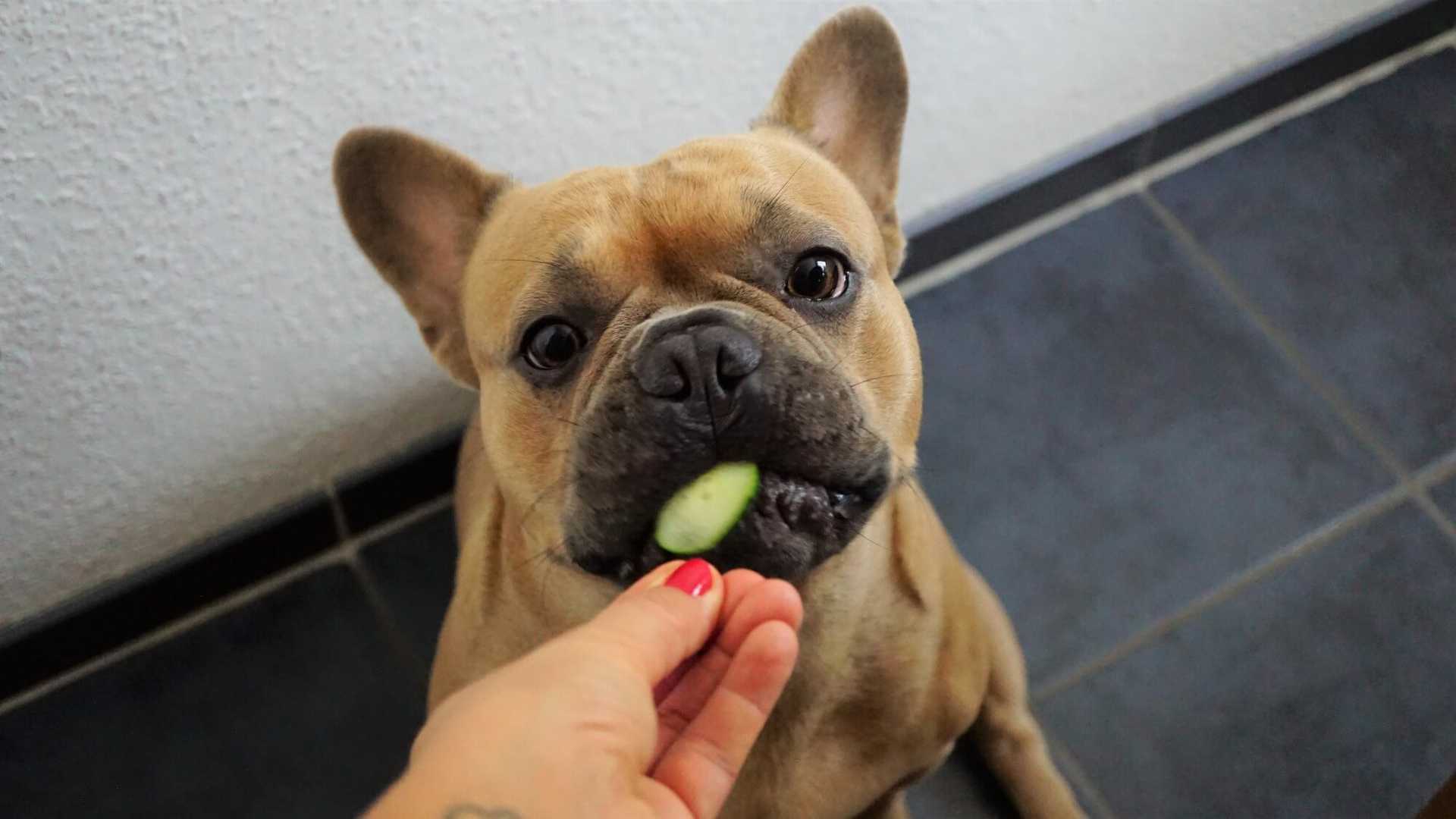 Can Dogs Eat Cucumbers?