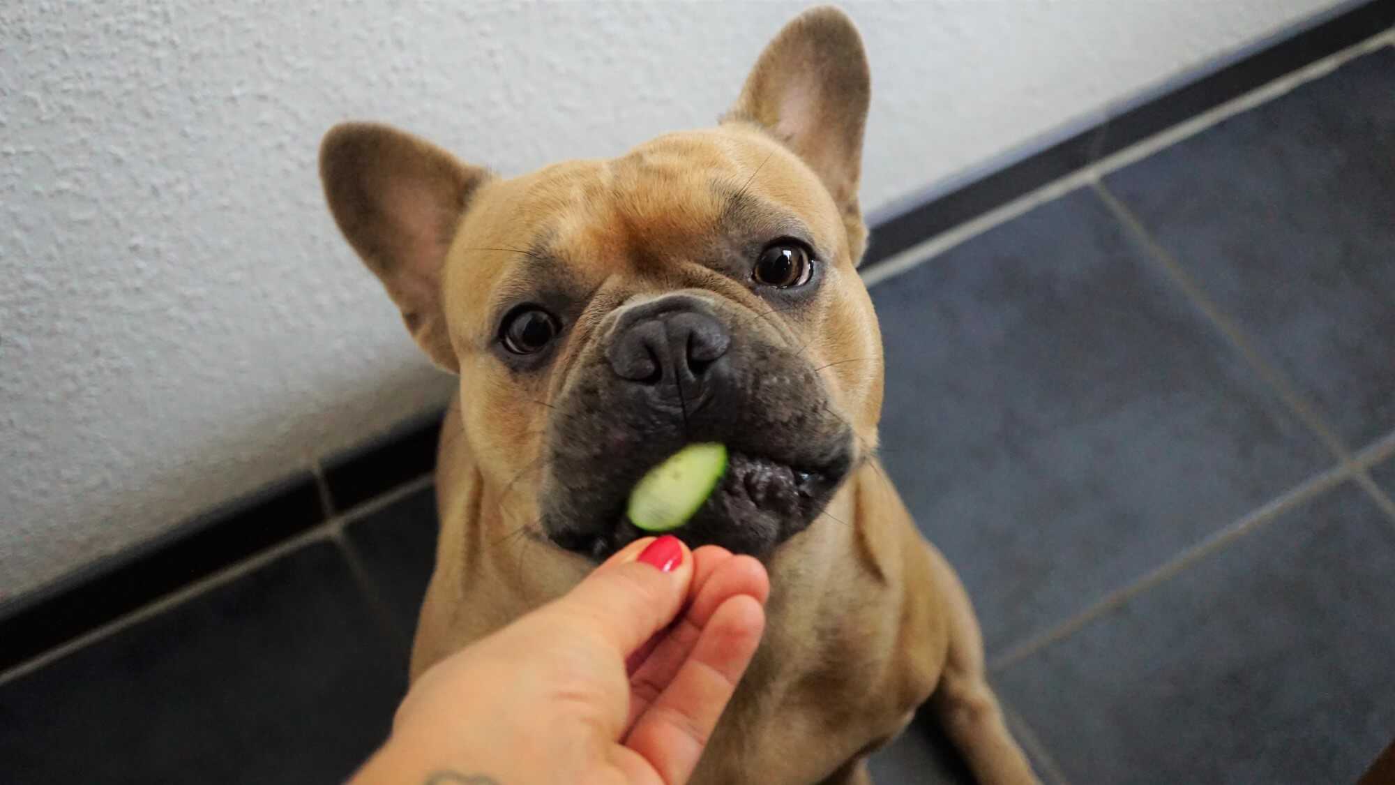 Can Dogs Eat Cucumbers?