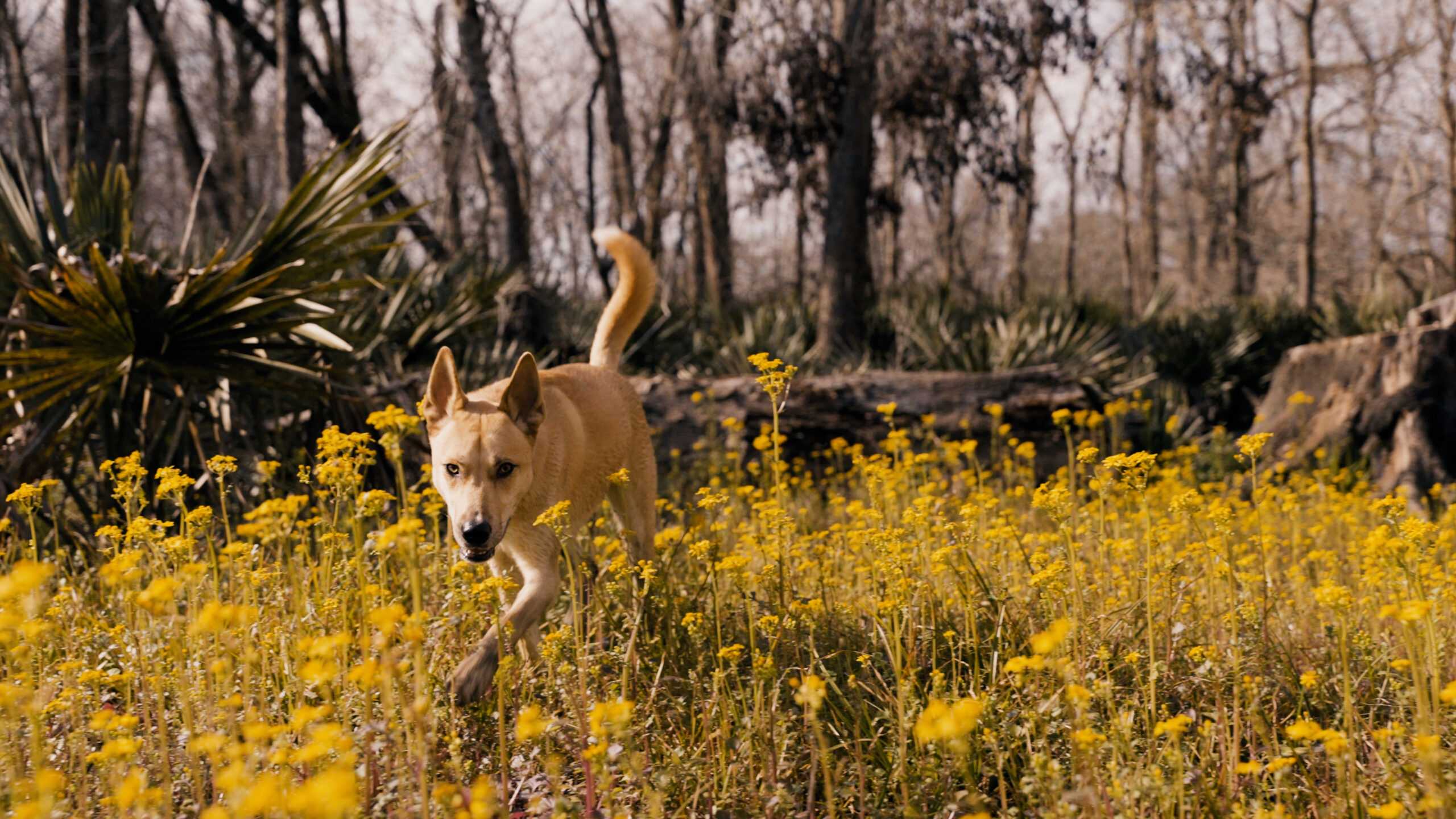 dog foods impact on the environment