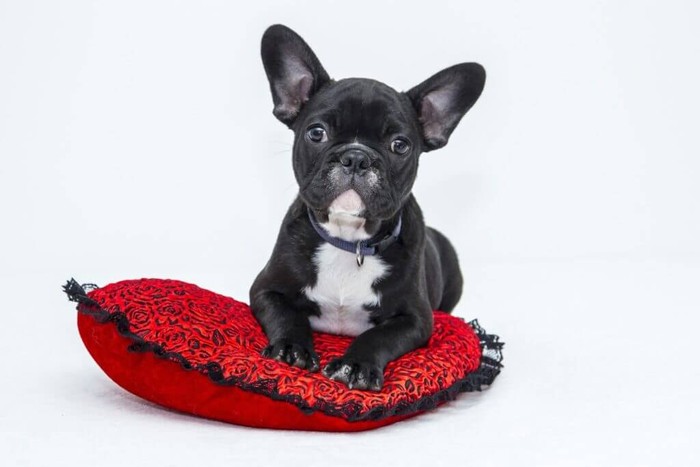 French bulldog sitting on red pillow