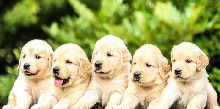 Five golden retriever puppies