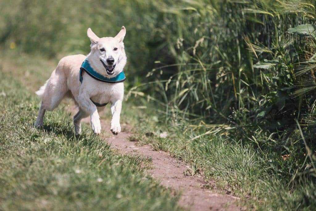 How much exercise does a dog need every day. Husky Mix running through a field.