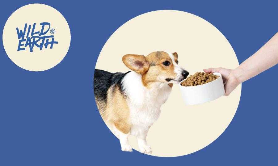 Why a Higher Protein Diet Helps Keep Your Dog Lean and Fit