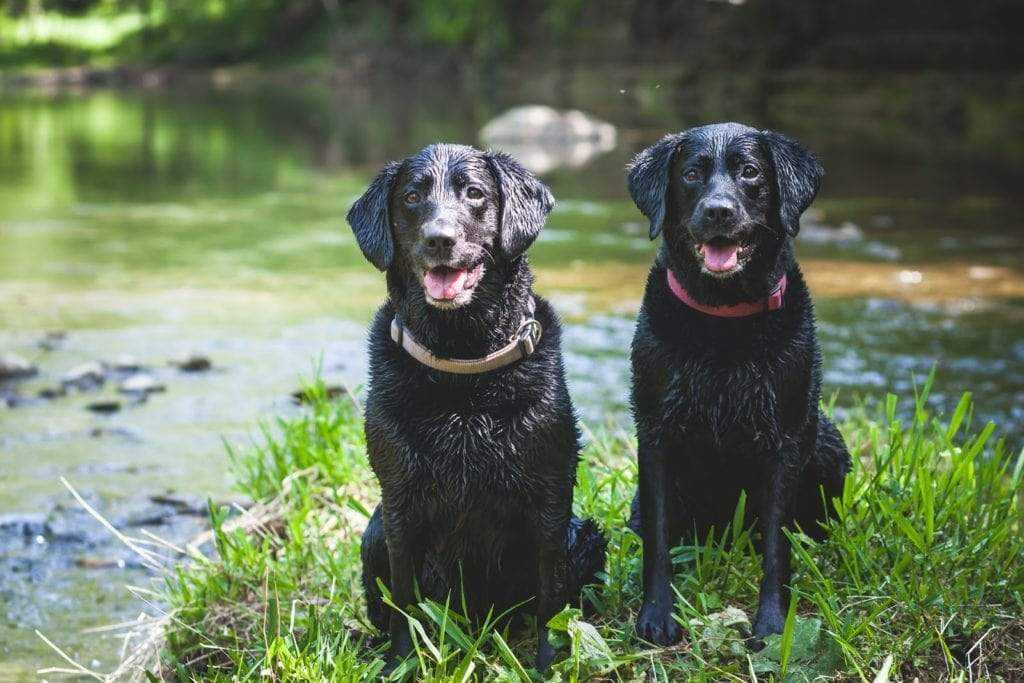 two black labs by the river having fun