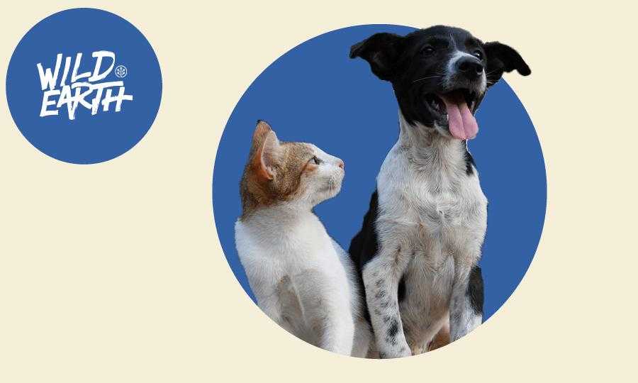 corona virus and cats