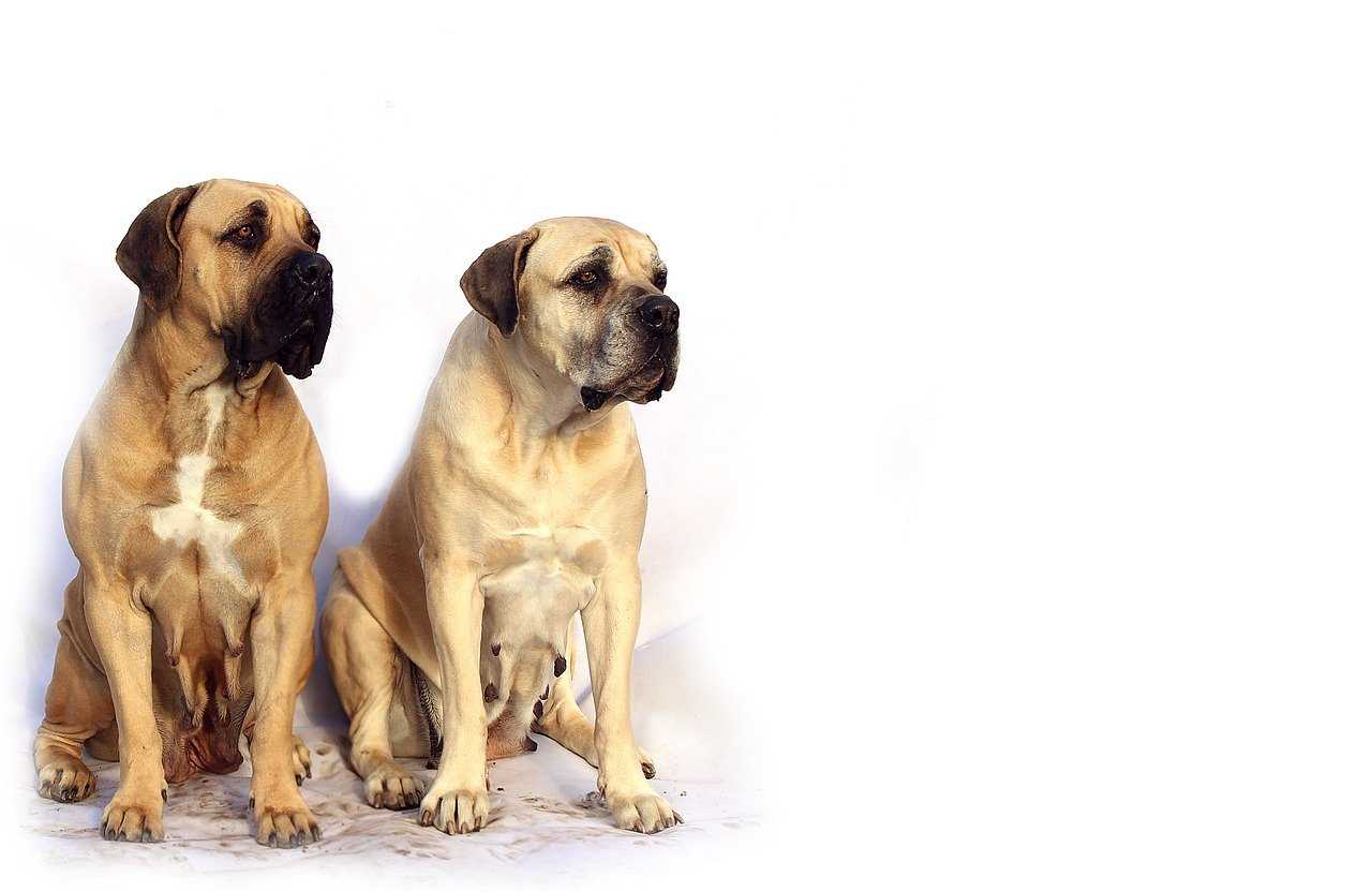 biggest dog breeds