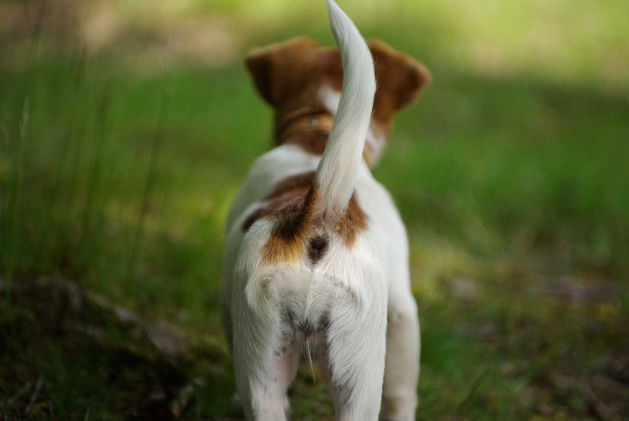 dog tail position meaning