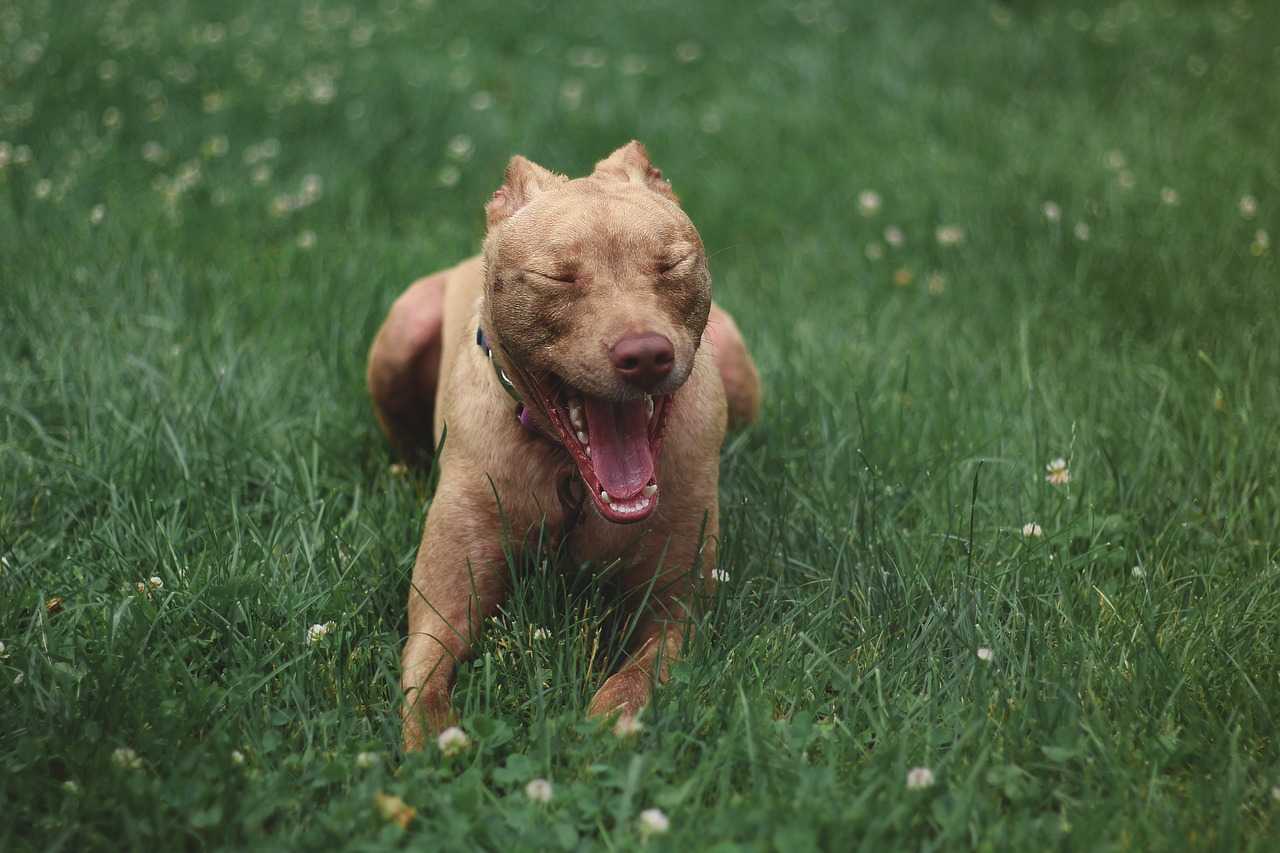 red nose pitbull breed guide