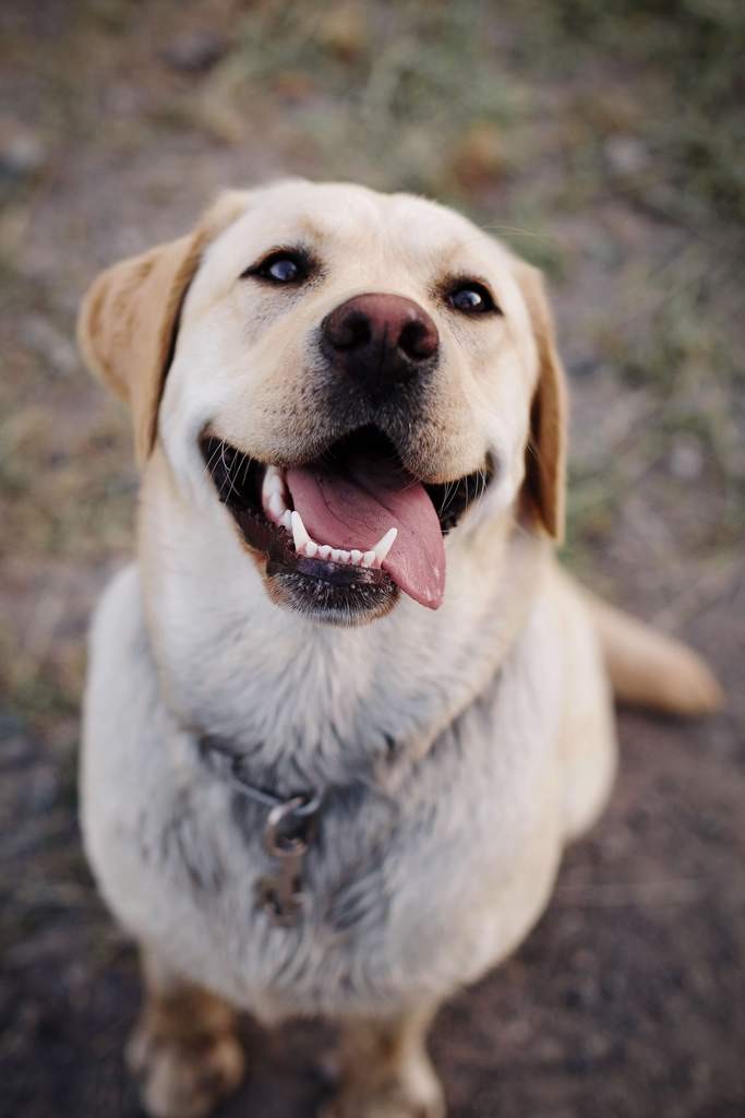 happy dog smiling