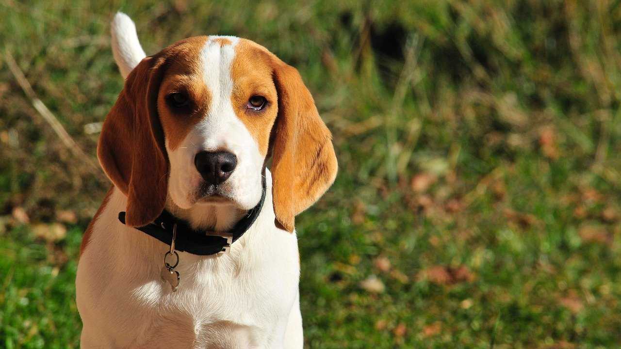 beagle allergies