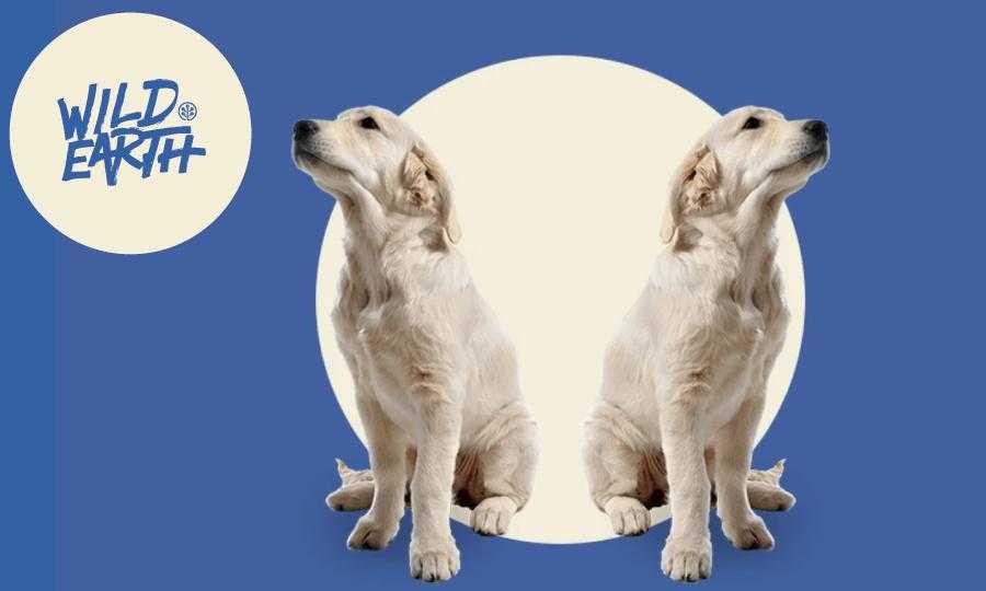 helping your dod with separation anxiety