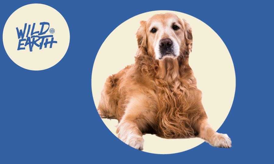 The Vet's Corner: The Risks of Pet Obesity