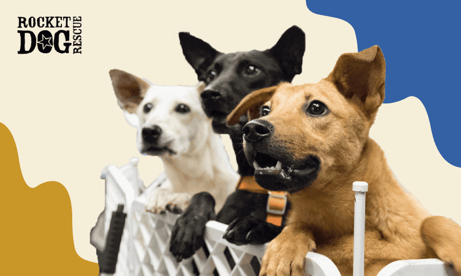 virtual dog adoption event