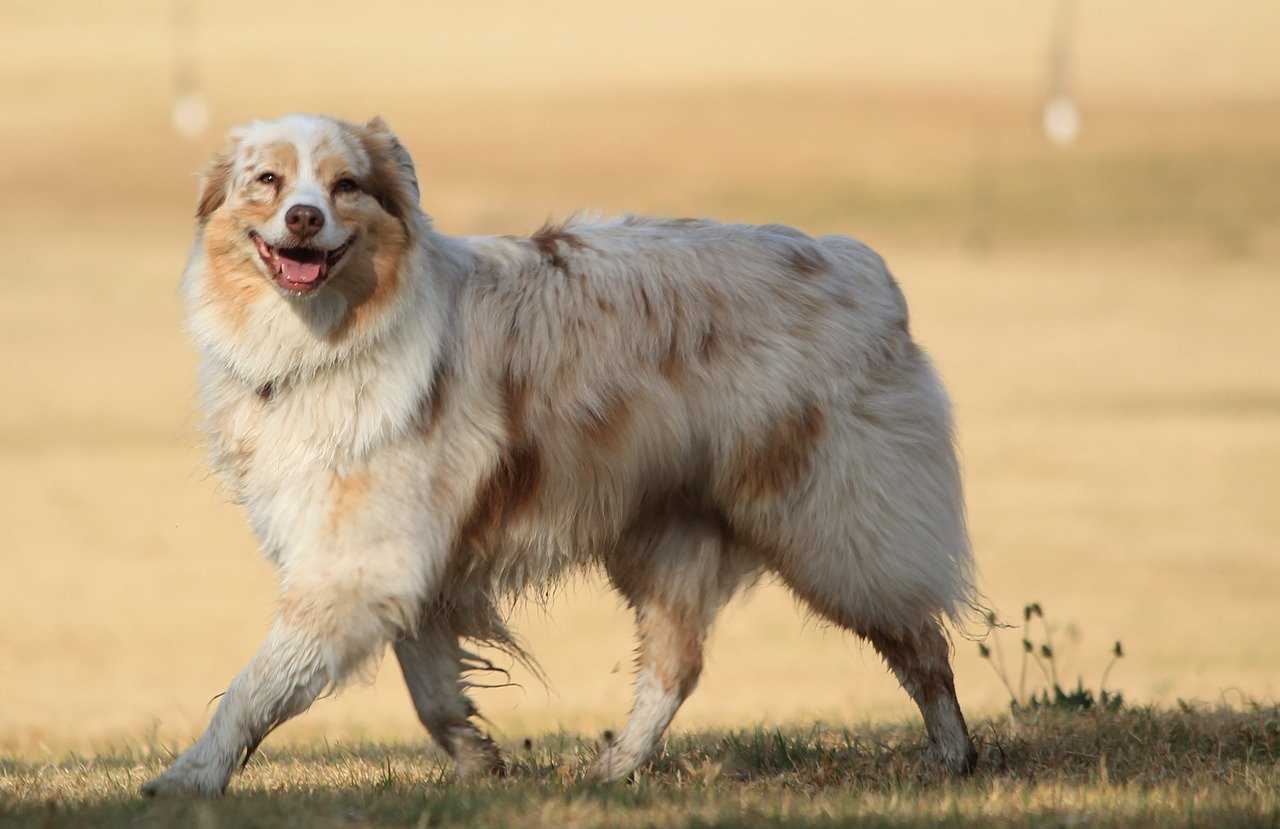 australian shepherd allergies