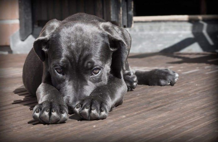 Can dogs have avocado? Grey dog lays on patio
