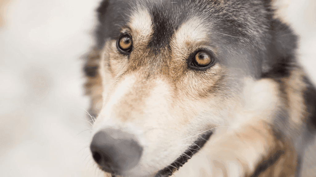 Is Tea Tree Oil Safe for Dogs? How to Play It Safe With Essential Oils