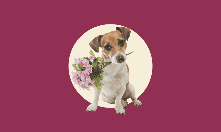 Let's Celebrate the Dog Moms of Wild Earth