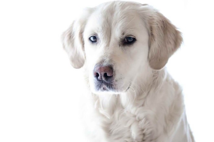 white puppy with white background