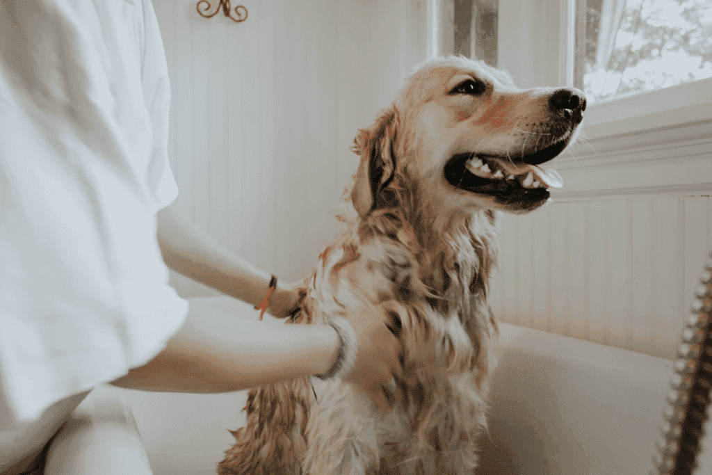 How Often Should You Wash Your Dog? A Stress-Free Guide to Dog Baths