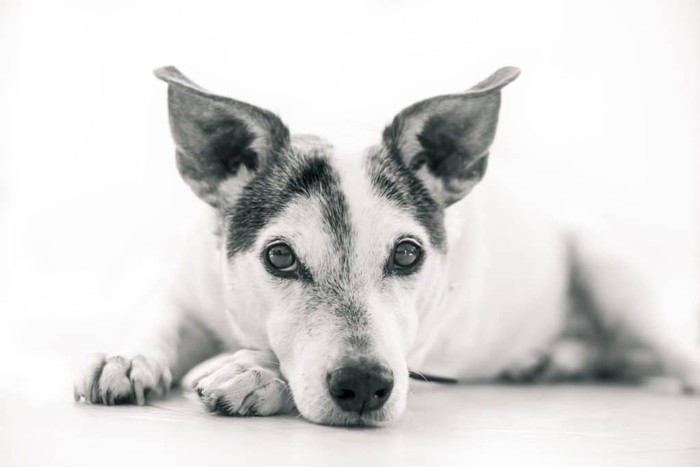 Black and white photo of dog