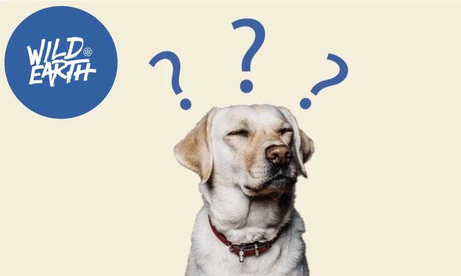 “Kennel Cough” or Tracheobronchitis and Coronavirus in Dogs