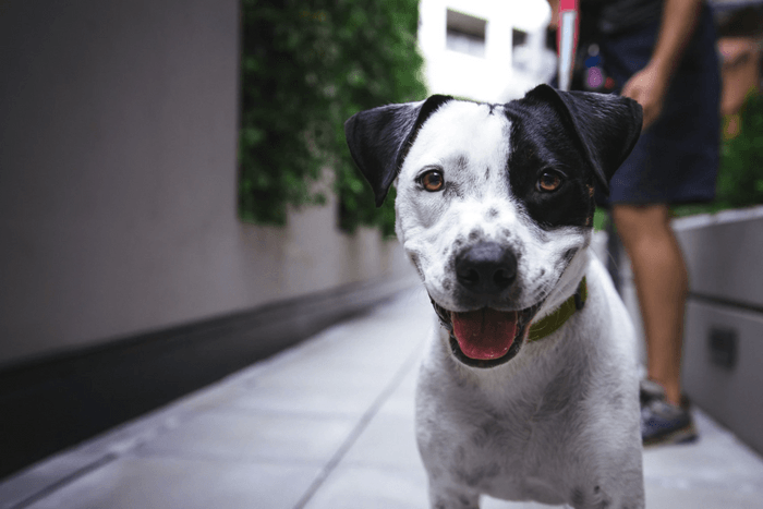 black and white dog looking at the camera