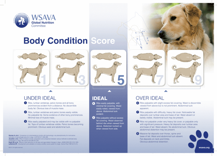dog body condition chart