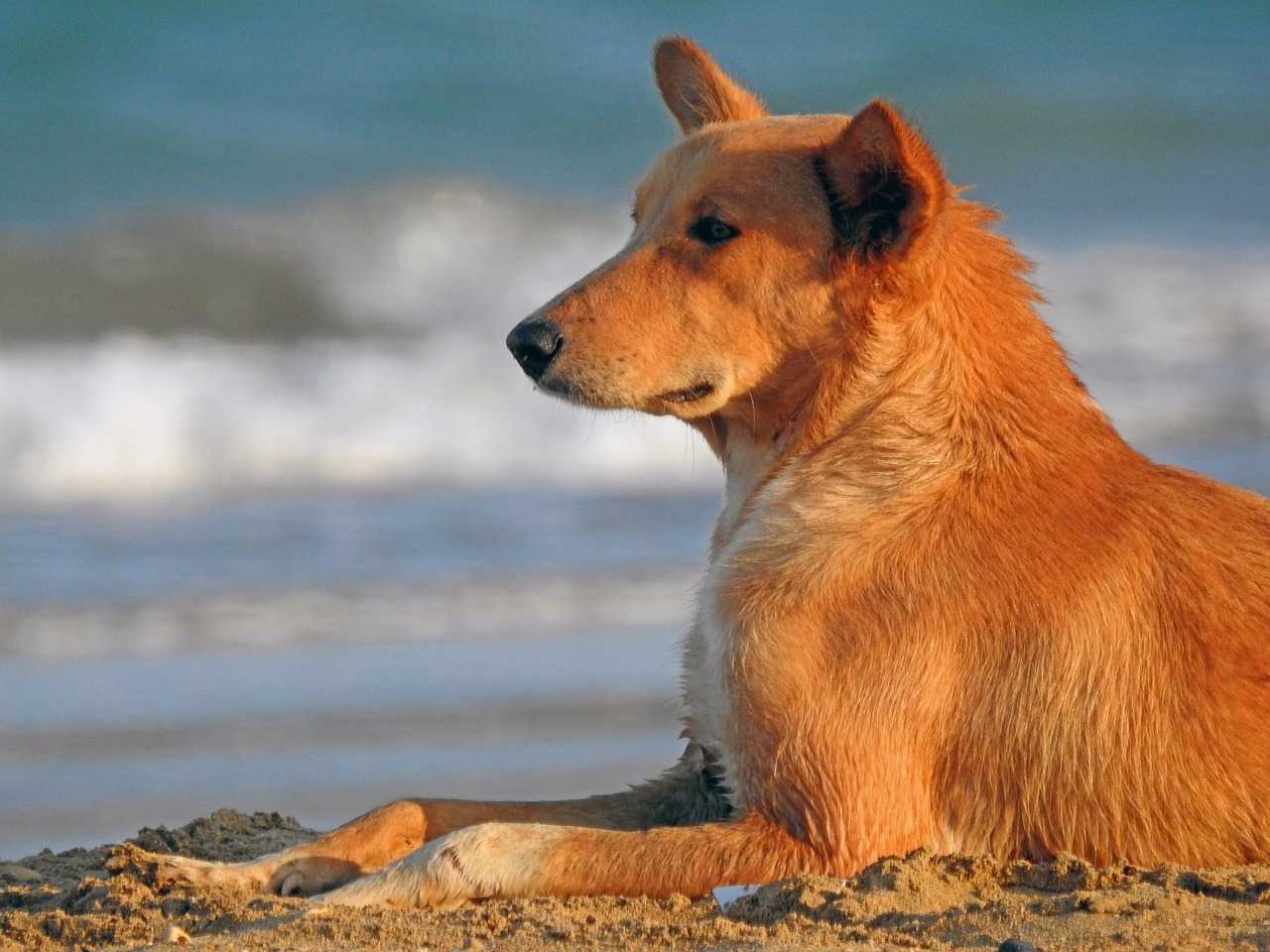 golden retriever german shepherd mix pictures