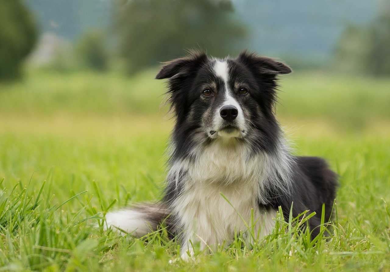border collie allergies