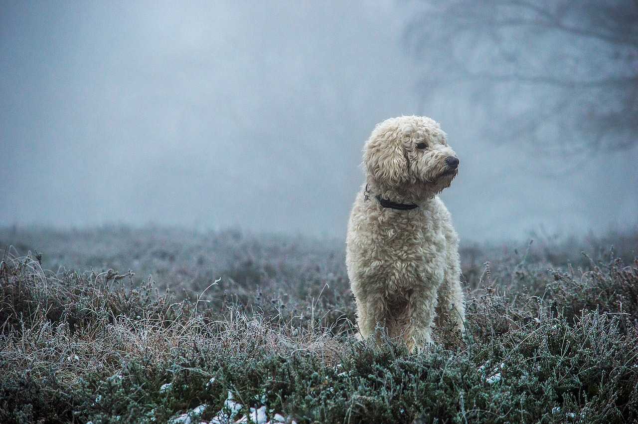 teacup goldendoodle puppy