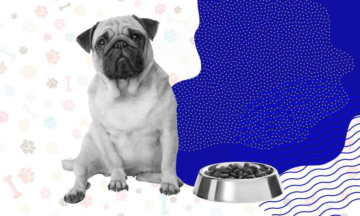 things to consider when buying dog food