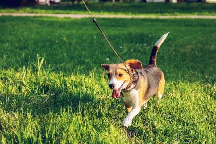 My dog has diarrhea: Beagle running through grass