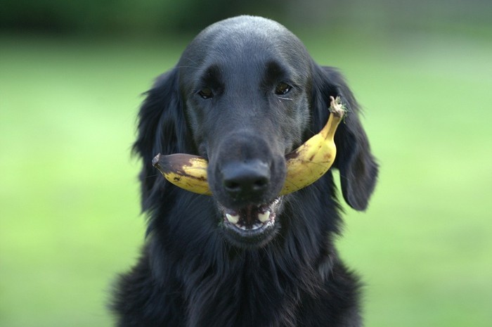 bananas for dogs