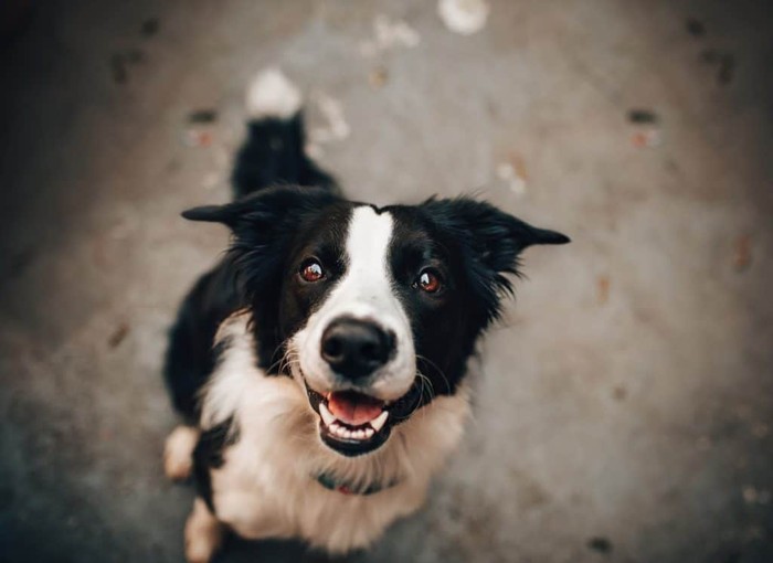 Black and white dog staring at the camera