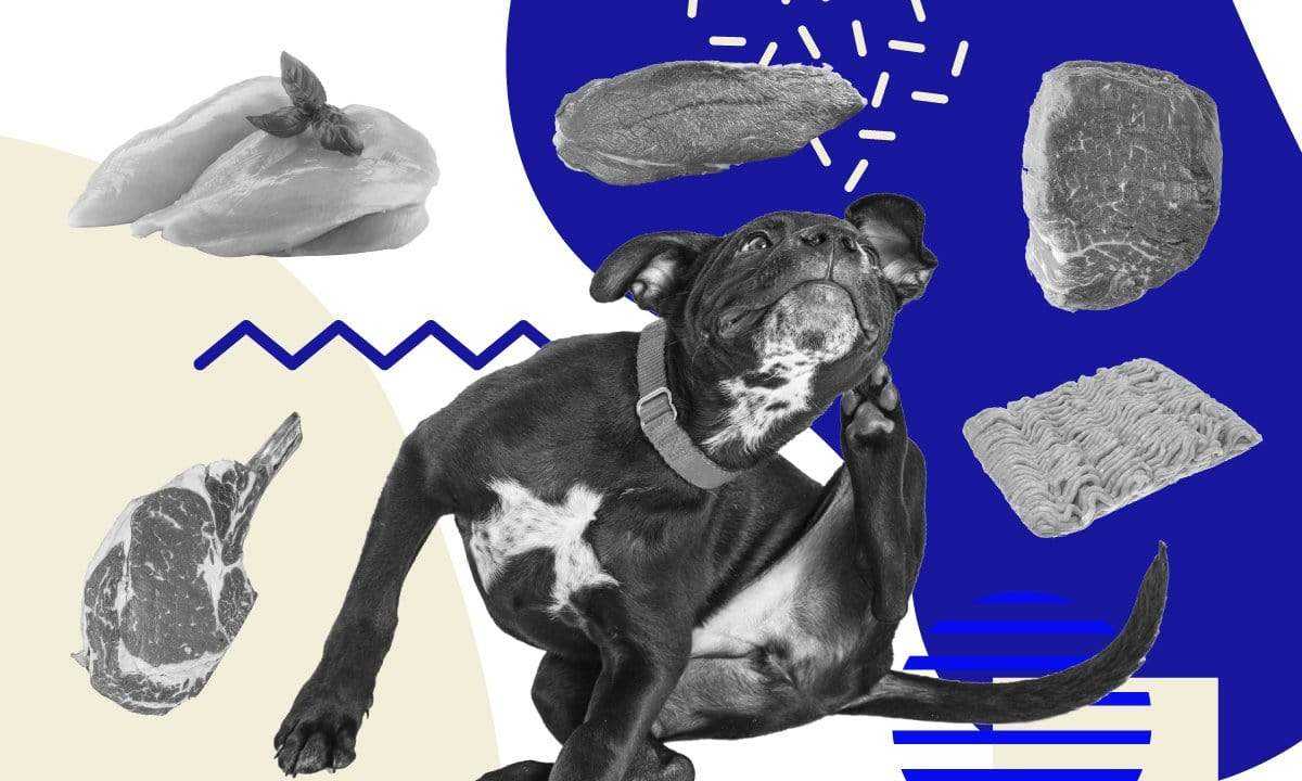 what to know about canine food allergies