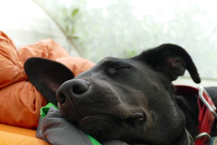 black lab sleeping