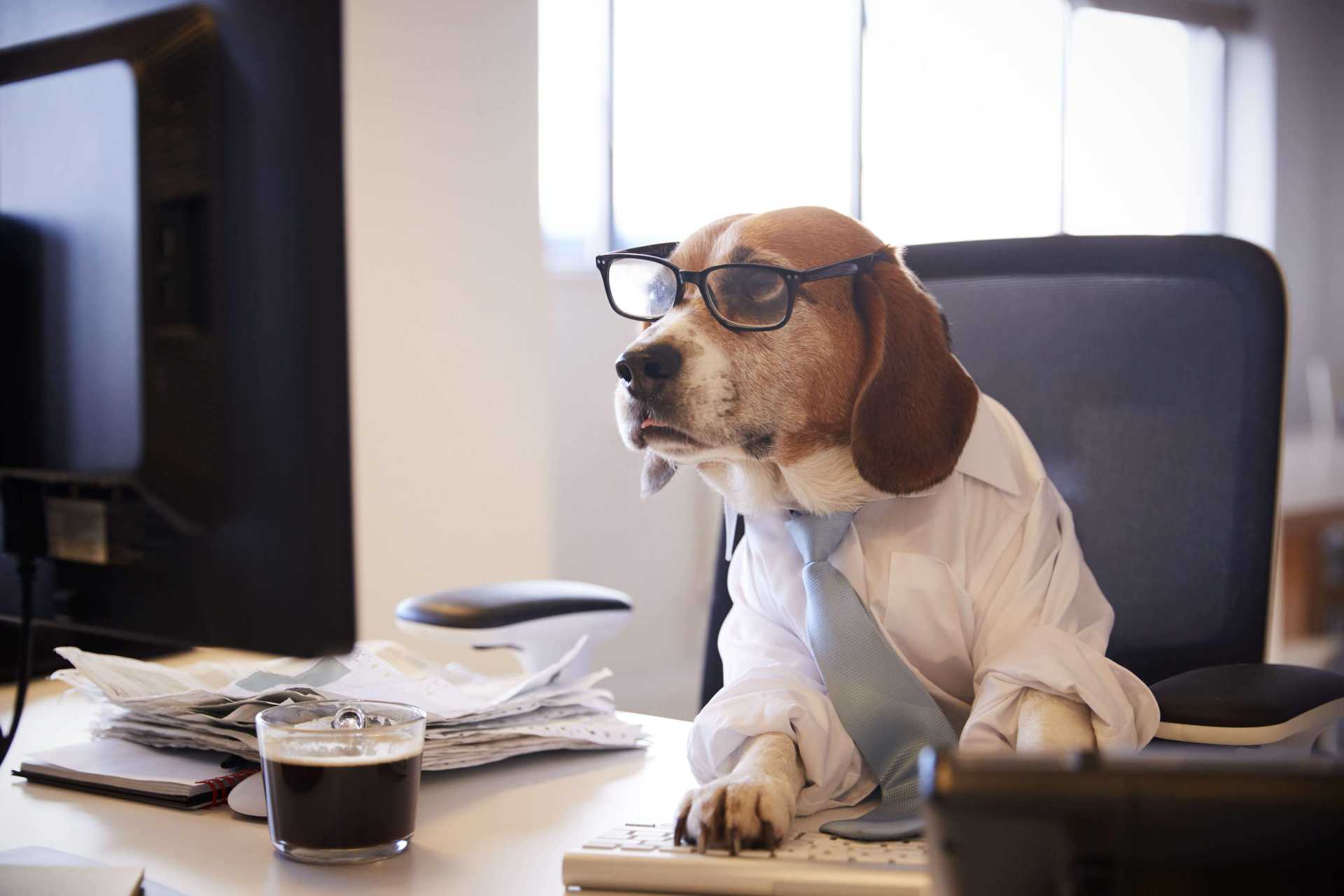 10 Amazing Posts of Dogs Working From Home