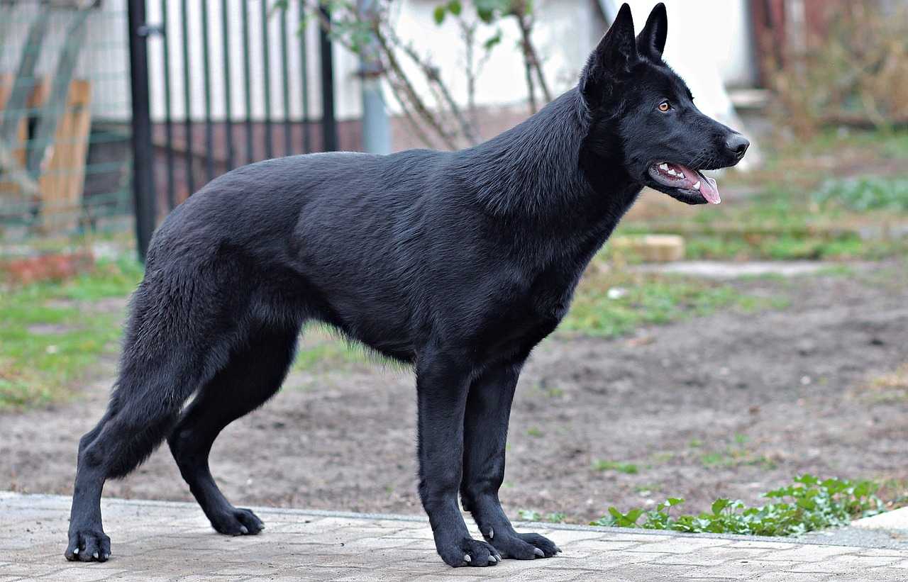 black german shepherd breed guide