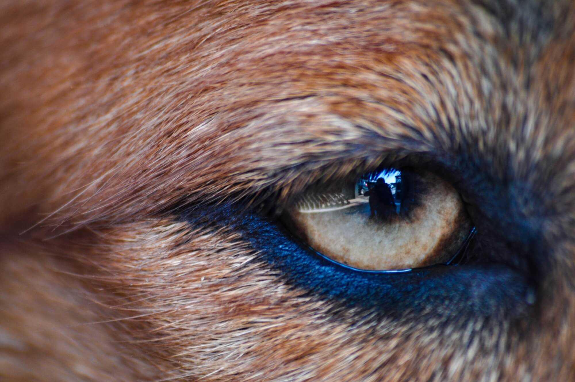 Can Dogs See in the Dark?