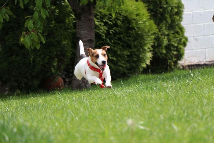 heartworm free pup running through a field