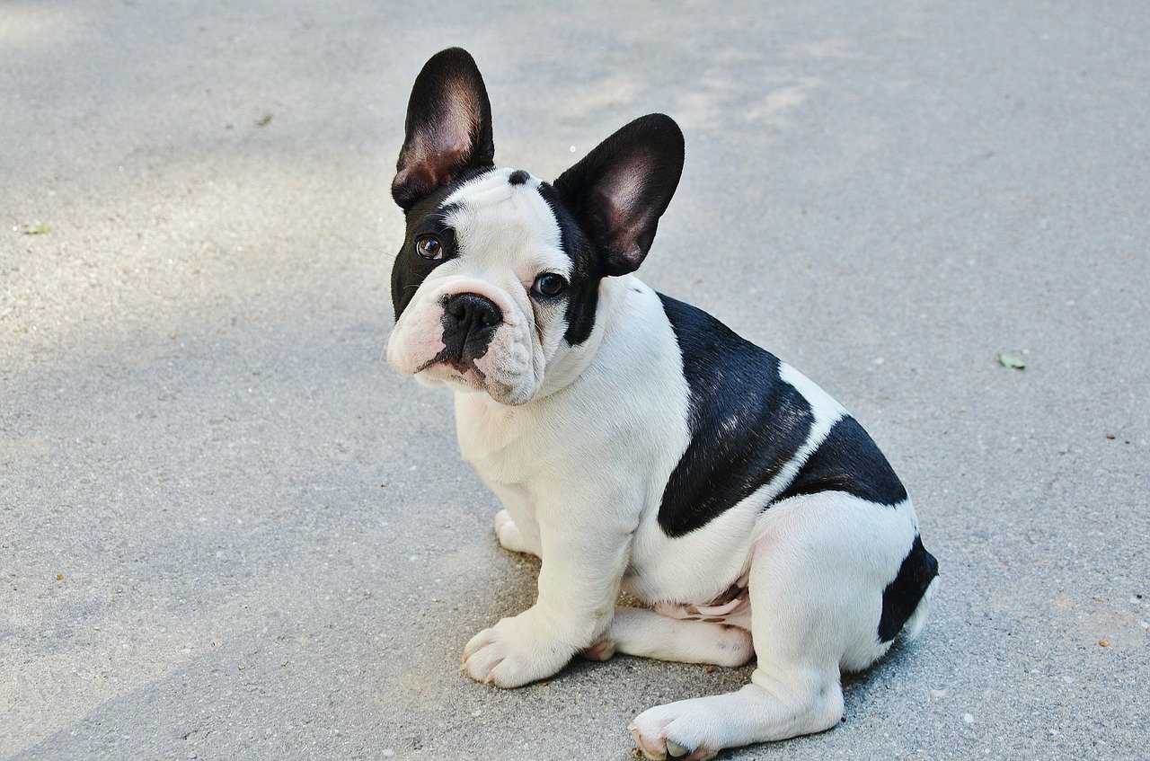 French bulldog vs boston terrier