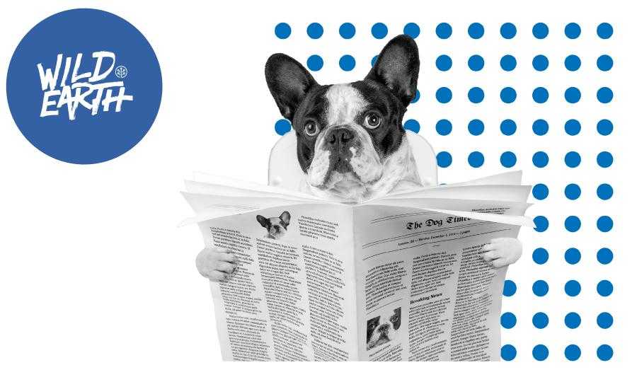 Is My Dog's Poop Normal