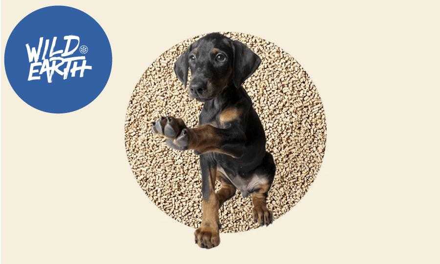 yeast based dog food