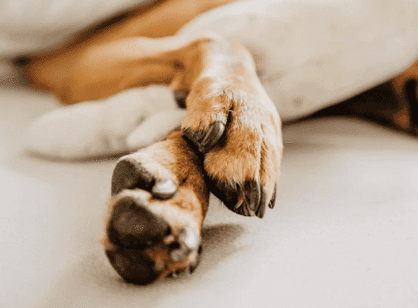 How to Trim Dog Nails With Confidence