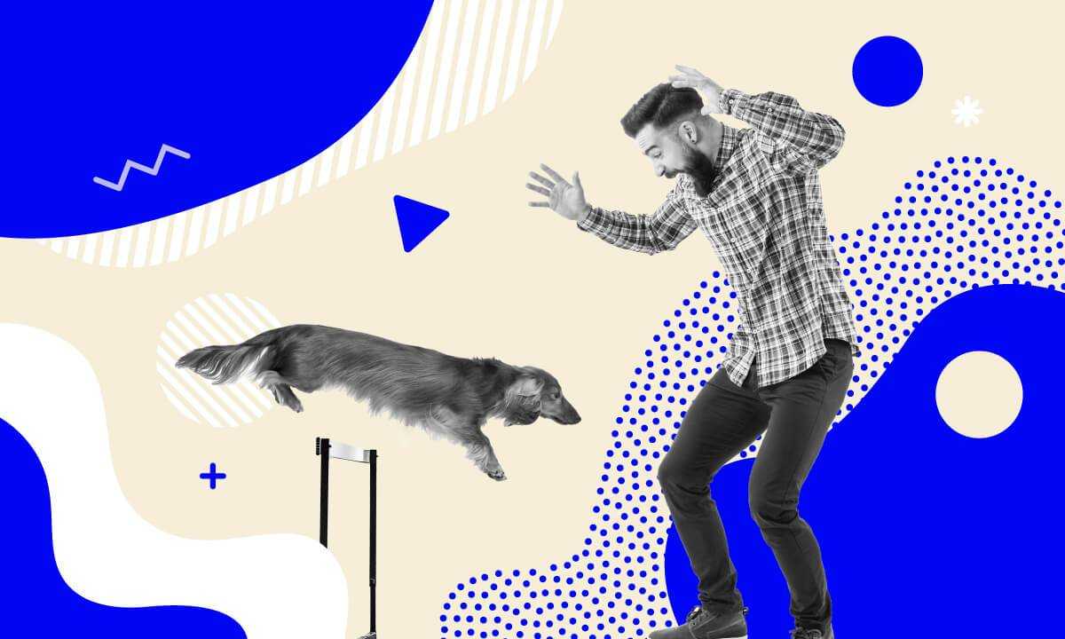 fats and carbohydrates in dog food