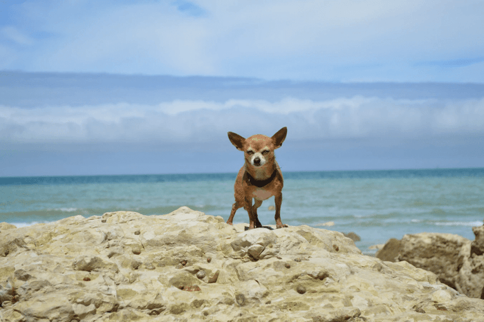 Small dog on the beach