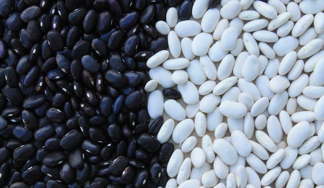are black beans safe for dogs