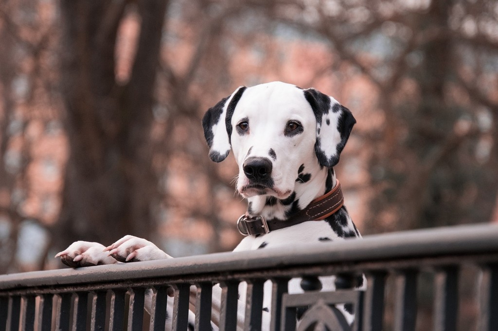 Dalmatian dog breed guide