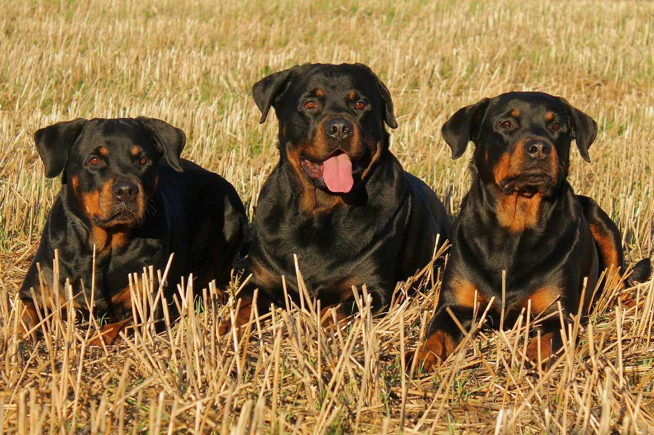 are rottweilers good for families